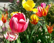 Podkowa Leśna - tulipany